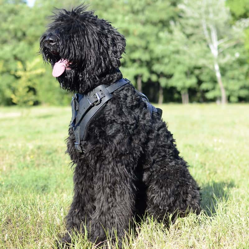 Кожаная черная шлейка для дрессировки черного терьера «Working Dog»